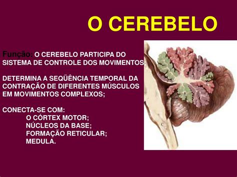 função do cerebelo